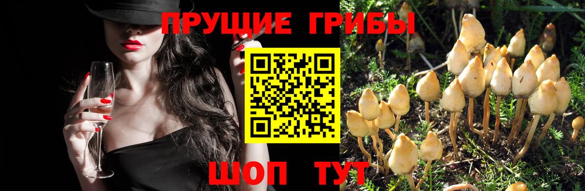 Галлюциногенные грибы Psilocybine cubensis Карталы